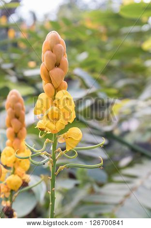 Christmas candle Ring worm Bush candle bush Flower