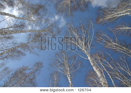 Russian Nature