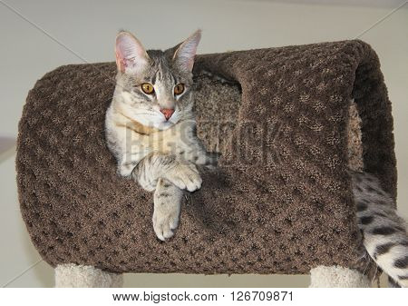 Savannah Cat. A large spotted and striped gray colored Serval Savannah kitten with golden orange eyes, resting on a cat tree inside.  This color is also known as a blue Savannah.  About seven months old.