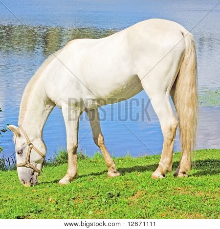 เกรซสัตว์บริสุทธิ์สีขาว