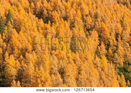 Autumn landscape from italian Alps. Yellow trees. Beautiful dolomites view