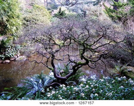 Twisted Baum in der Nähe von Teich