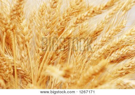 Espigas de trigo isoladas no fundo branco