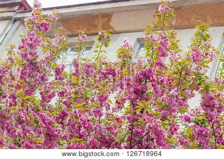Branches of a japanese cherry tree with pink double flowers on a city street opposite of the house. City of Uzhgorod Zakarpattia Oblast Ukraine.
