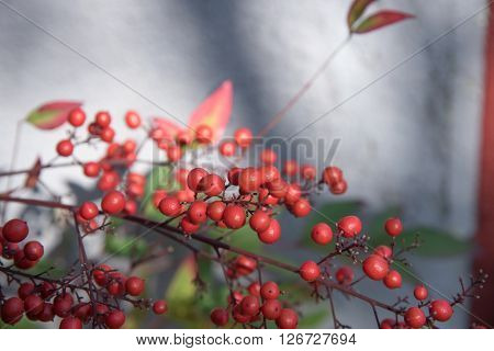 closed up the viburnum dilatatum in a pot