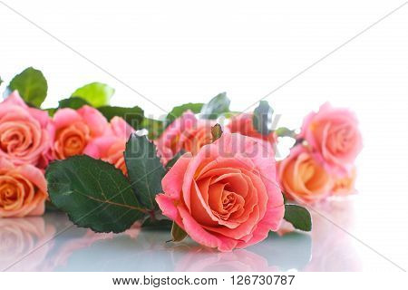 bouquet of pink roses isolated on white
