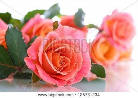bouquet of pink roses isolated on white