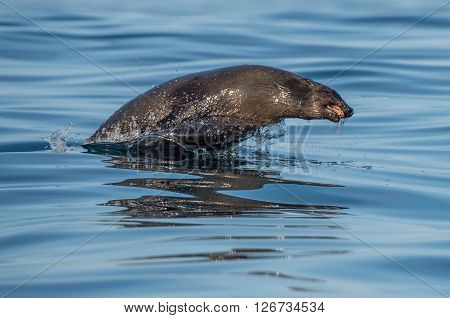 Jumping Out Of Water Cape Fur Seal (arctocephalus Pusillus Pusillus) False Bay, .atlantic Ocean. Sou