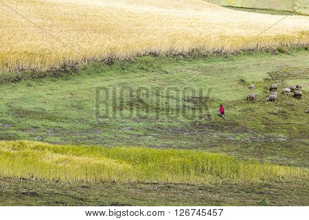 Barley crops around Zumbahua and farmers tending their animals province of Cotopaxi Ecuador
