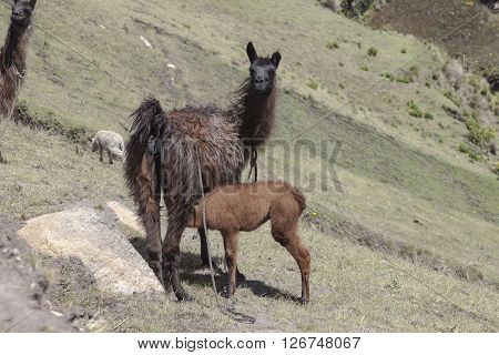 Very often the use of llamas by farmers in the Ecuadorian highlands and around Zumbahua province of Cotopaxi Ecuador