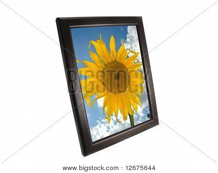 Sonnenblume in einem frame