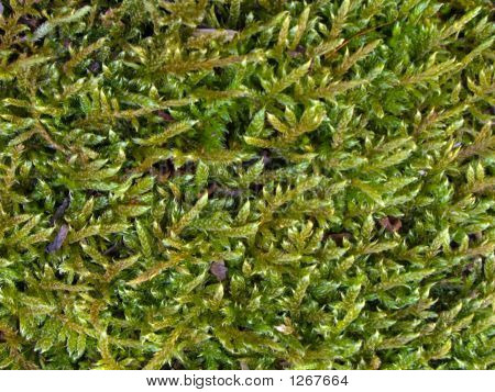 Moss