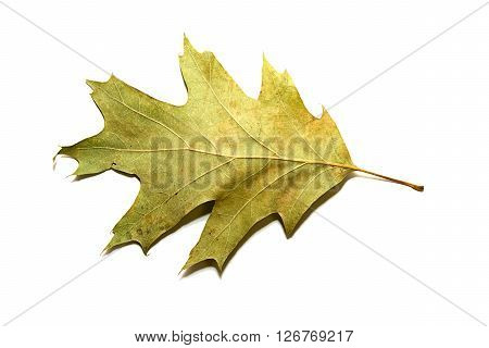 Dry autumn oak leaf on over  white