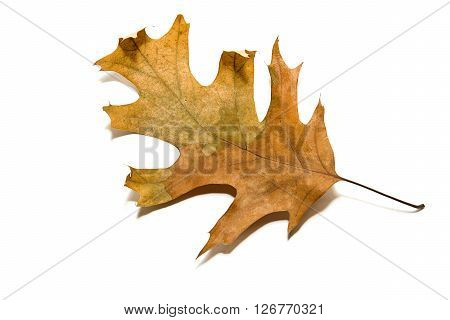 Dry autumn oak leaf on over white
