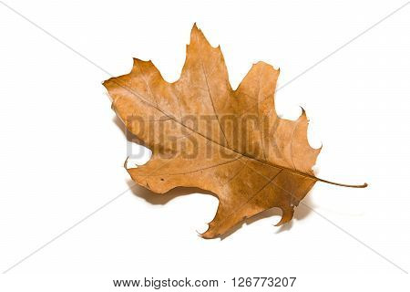 Dry autumn oak leaf on over white