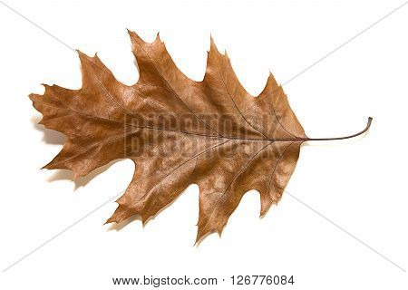 Dry autumn oak leaf on over white