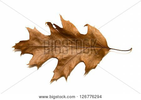 Dry autumn oak leaf on over  white