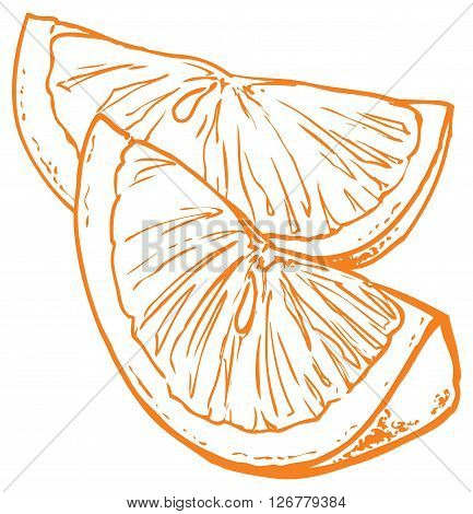 Vector monochrome drawing of citrus fruits - orange in slices
