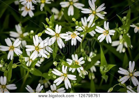 Amazing Spring White Flowers Of Chickweed