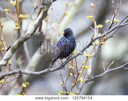Common Starling (Sturnus vulgaris) also known as the European Starling or just Starling.