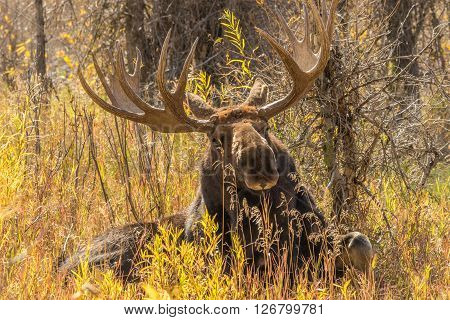 a big bull moose in Wyoming in fall