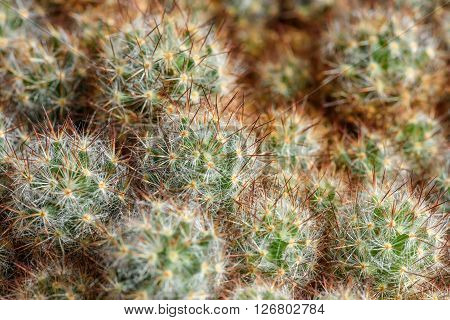 Beautiful abstract floral background from many small cactus with a small sharp needles
** Note: Shallow depth of field