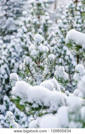 Fir brunches in snow on the sunny winter day at bokeh background