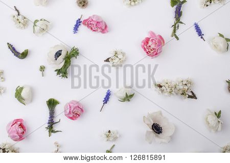 Heads of flowers : white anemones; pink tulips; white buttercups; violet veronica; blossom plum grape hyacinths on white background view from the top