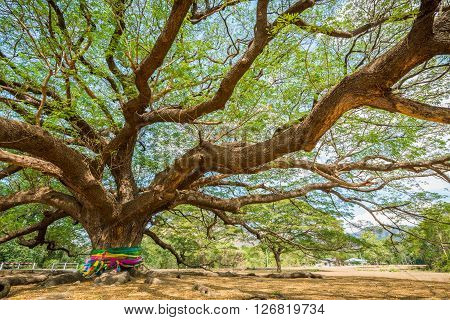 view of big Rain Tree with branch magnify