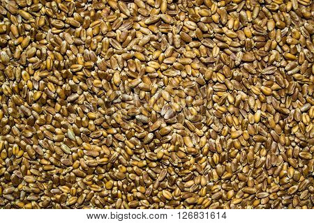 Processed organic wheat grains as agricultural background. grain