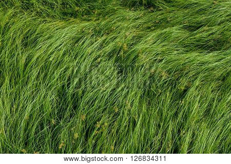 Cocograss close up beautiful green Nut grass pattern from garden