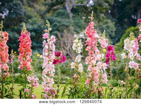 Snap dragon flower (Antirrhinum majus) blooming in garden