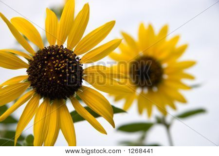 Girasoles