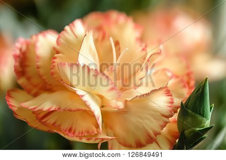 Pale yellow and orange carnation flower closeup