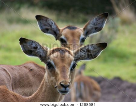 Impala01