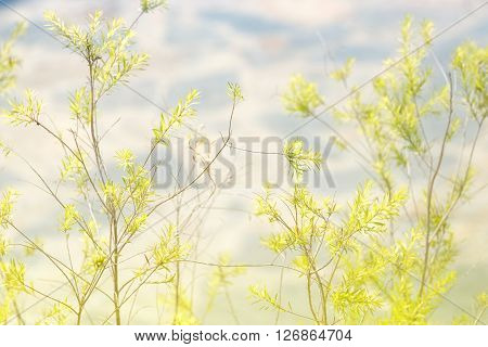 beautiful flowergrass and grass background in thailand