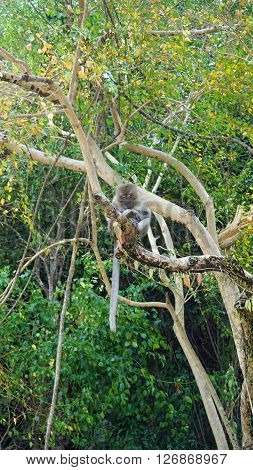 wild makake in tree in jungle of thailand