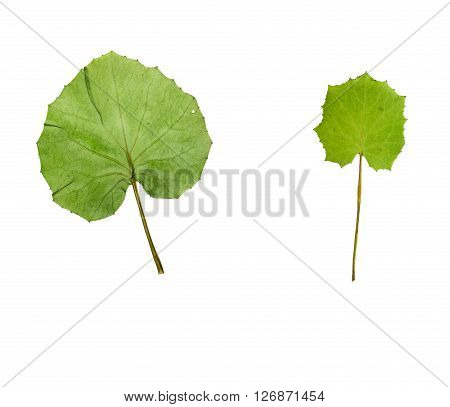 Pressed and dried leaf coltsfoot (foalfoot tussilago farfara) isolated on white background.