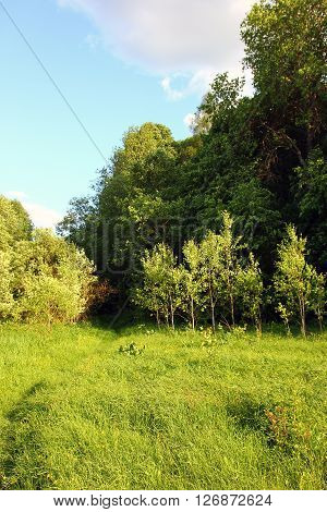 sunny edge of a deciduous russian forest with green grass and tender young trees at summer
