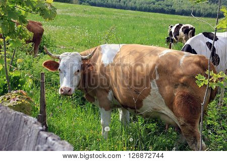 brown cow with horns looking at us through the old fence from wooden boards and the picturesque meadow with cows in background