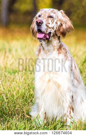 dog breed Irish Setter color marble white
