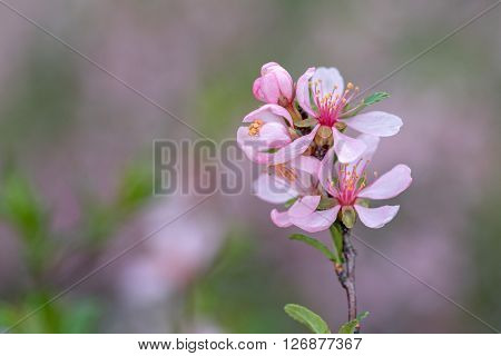 Wallpaper with blossoming of dwarf Russian almond (Prunus tenella) in spring
