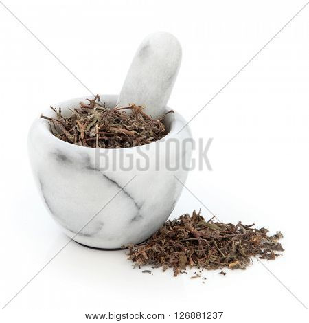 Tulsi holy basil herb used in natural alternative herbal medicine in a marble mortar with pestle over white background.