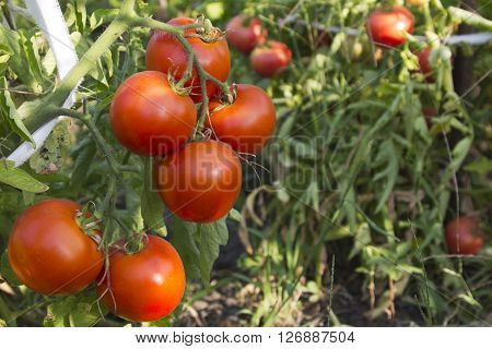 Fresh red organic tomatoes on the vine in garden
