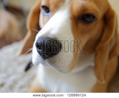 Beagle dog nose sad beagle on the capet selective focus