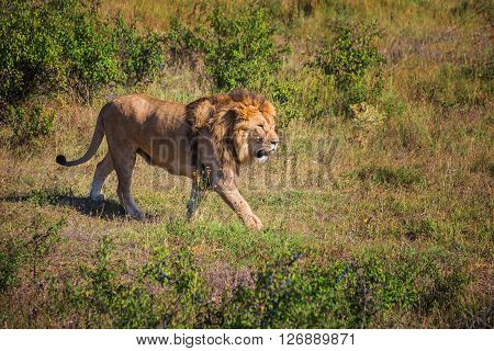 Lion Pride In Nature