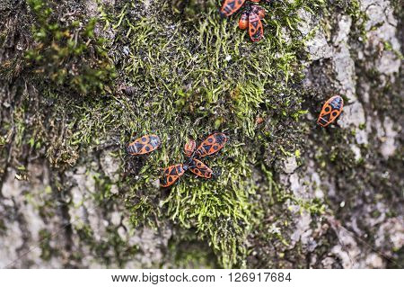 A heap of firebugs on green moss
