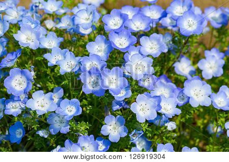 Carpet of Nemophila, or baby blue eyes flower