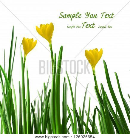 A yellow crocuses on a white background