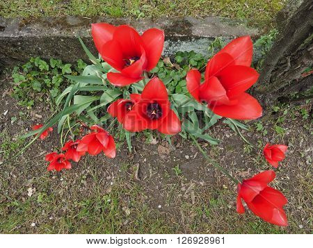 Red Tulips Flower